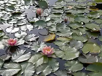 Nénuphars roses (Nymphaea 'Fabiola').
