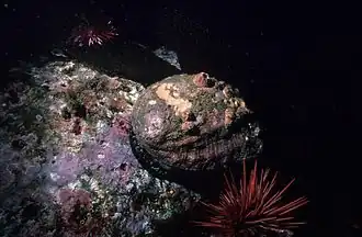 Description de l'image Pinkabalone 300.jpg.