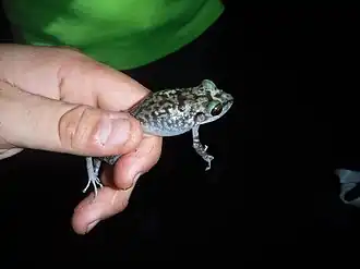 Description de l'image Pinos Robber Frog imported from iNaturalist photo 31288943 on 20 April 2022.jpg.