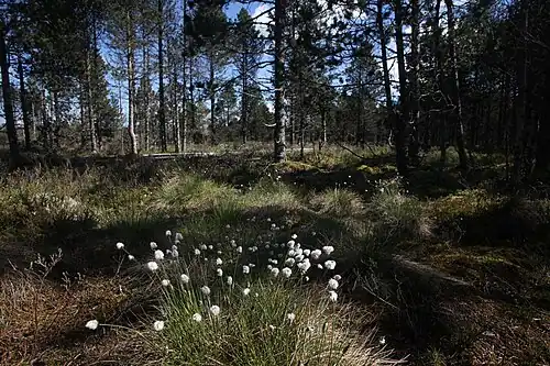 Pins à crochets et touffes de linaigrettes.