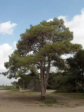 Pinus brutia (Pinaceae)