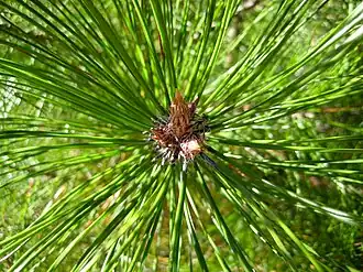 Description de l'image Pinus densata bud.jpg.