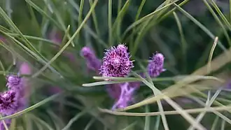 Pinus halepensis, forêt d'Afhir à Tlemcen.