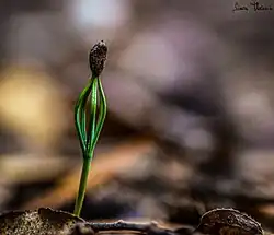 Pin d'Alep au stade juvénile à Rognes.