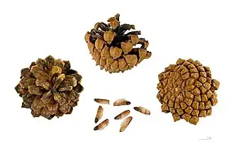 Cônes matures et graines, Muséum de Toulouse.