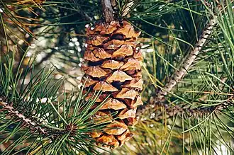Description de l'image Pinus nelsonii, Miquihuana, Tamaulipas, Mexico 1.jpg.
