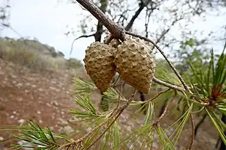 Description de l'image Pinus praetermissa, Zapopan, Jalisco, Mexico 1.jpg.