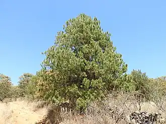 Description de l'image Pinus pringlei, Moroleón, Guanajuato, México 5.jpg.