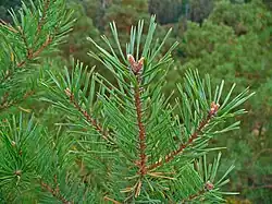 Pin sylvestre, Pinus sylvestris.