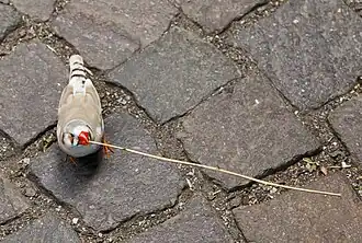 Brun panaché (Mâle)