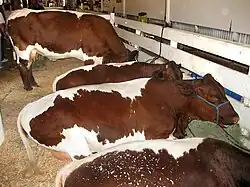 Vaches rouges à bande blanche sur le dos entravées dans une étable paillée.