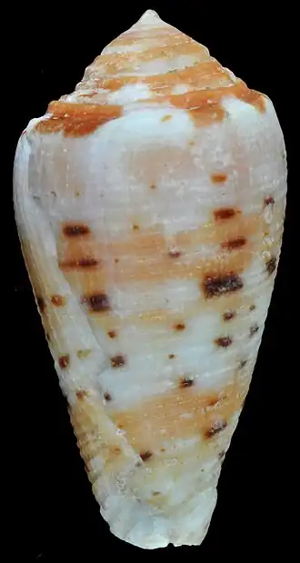 Description de l'image Pionoconus marysae (MNHN-IM-2000-25147) 001.jpeg.