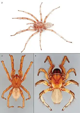 Description de l'image Pionothele gobabeb (10.3897-zookeys.851.31802) Figures 2–4.jpg.