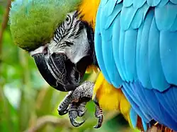 Gros bec coupant et pattes préhensiles d'un perroquet (ici Ara ararauna)