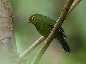 Description de l'image Pipreola intermedia, Band-tailed Fruiteater.jpg.