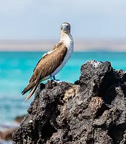 Sula nebouxii en alerte.