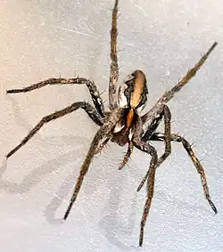 Pisaura mirabilis ♂