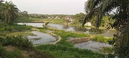 Pisciculture de poisson de Kisangani.