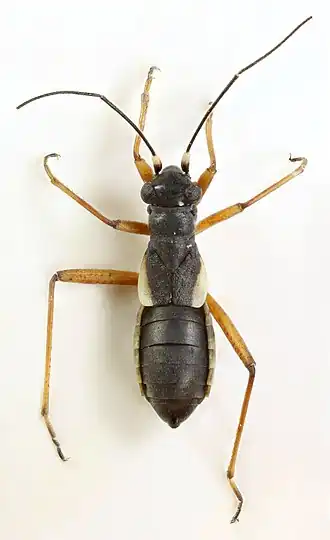 Description de cette image, également commentée ci-après