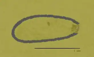 Description de l'image Pithovirus sibericum sketch.jpg.