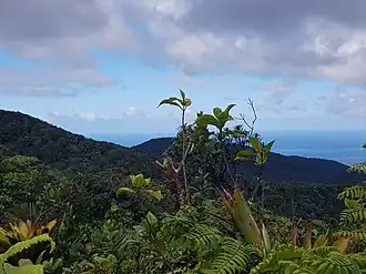Vue du piton Grand Fond.