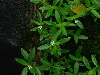 Description de l'image Pitpapda (Marathi- पित्तपापडा) (2724996430).jpg.