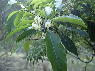 Description de l'image Pittosporum undulatum (leaves and flowers).jpg.