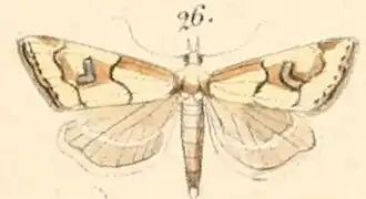 Diptychophora lepidella
