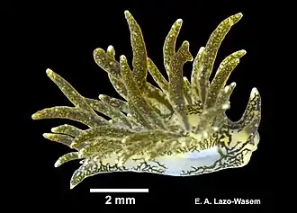 Placida dendritica, un Limapontiidae