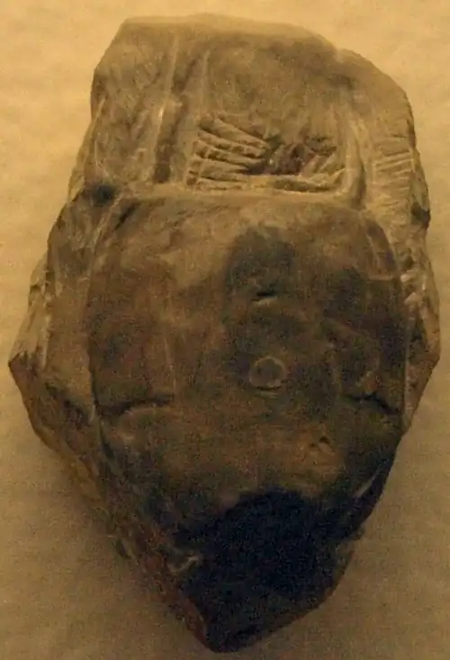 Placocystites forbesianus (Mitrata).