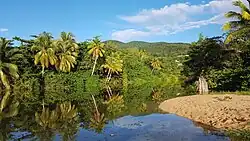 L'étang et la mangrove