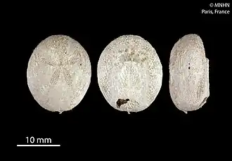 Plagiobrissus jullieni (MNHN).