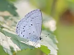 Celastrina lavendularis