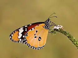 Revers d'un mâle, reconnaissable à la tache noire supplémentaire à l'aile postérieure.
