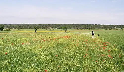 La plaine de Camelié.