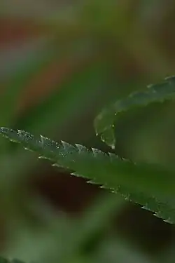Détail d'une feuille d'Achillée Sternutatoire, on remarquera les bords dentés.