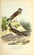 Planches coloriées des oiseaux de la Belgique et de leurs œufs