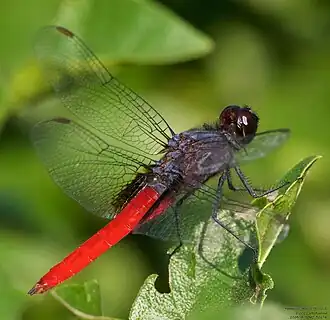 Description de cette image, également commentée ci-après