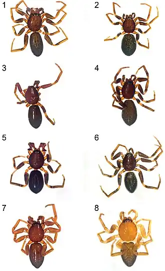 Description de l'image Planochelas (10.3897-AfrInvertebr.60.35269) Figures 1–8.jpg.