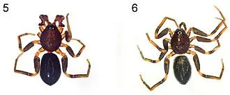 Description de l'image Planochelas jocquei (10.3897-AfrInvertebr.60.35269) Figures 1–8 (cropped).jpg.