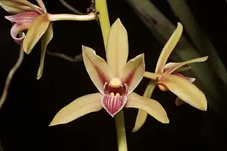 Description de l'image Plant Orchid Cymbidium bicolor IMG 8523 05.jpg.