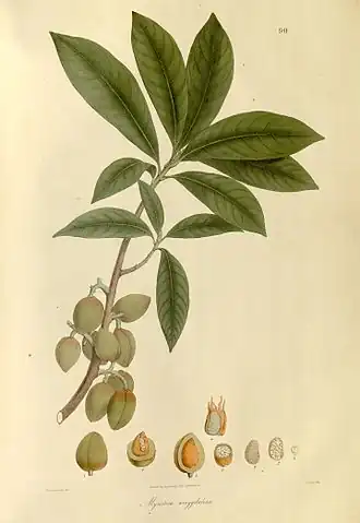 Description de l'image Plantae Asiaticae rariores, or, Descriptions and figures of a select number of unpublished East Indian plants (Tab. 90) BHL449614.jpg.