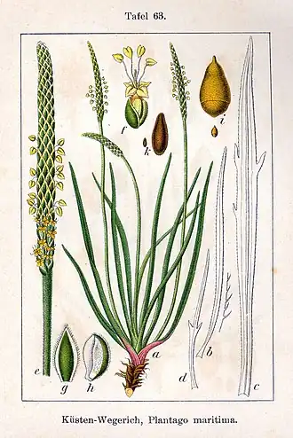 Description de l'image Plantago maritima Sturm63.jpg.