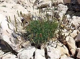 Description de l'image Plantago subulata sl1.jpg.