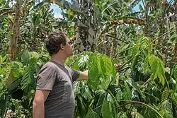 Plantation de guarana devant des bananiers, Brésil, 2019. Le guarana est utilisé pour la production industrielle de caféine et d'autres alcaloïdes destinés aux sodas, boissons stimulantes et compléments énergisants.