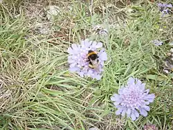Deux capitules de Scabieuse colombaire