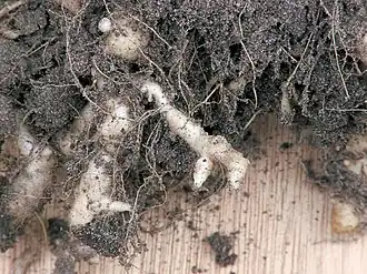 Description de cette image, également commentée ci-après