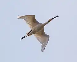 Spatule blanche en vol
