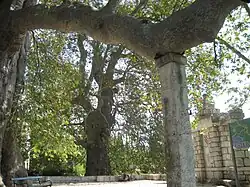 Platanes âgés d'environ 500 ans à l'entrée de l'arboretum.