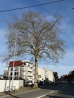 Platane de Villemomble